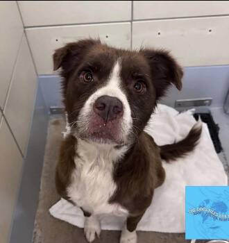 Maple- The Sweetest Girl waiting to be chosen -  Mixed Breed Dog for Adoption in Conway, South Carolina - Maple- The Sweetest Girl Waiting To Be Chosen | PetCurious