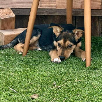 Rescue Shepherd Dogs for Adoption in San Juan Capistrano, California - Sprout | PetCurious