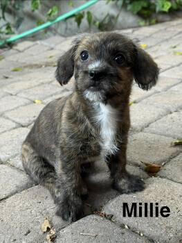 Miniature Poodle and Chihuahua Dogs Available for Adoption in Los Angeles, California - Millie | PetCurious