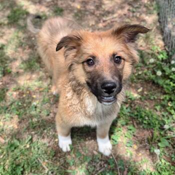 Fizzle -  Mixed Breed and Shepherd Dog Available for Adoption in Rossville, Tennessee - Fizzle | PetCurious
