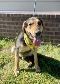 Rescue Coonhound Dogs for Adoption in Dickson, Tennessee - Spruce | PetCurious