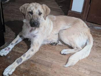 Golden lab Leia needs foster or forever home -  Yellow Labrador Retriever and Golden Retriever Dog for Adoption in Chesapeake, Virginia - Golden Lab Leia Needs Foster Or Forever Home | PetCurious