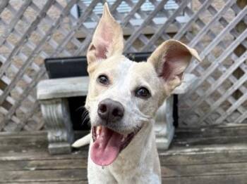 Luna -  Mixed Breed Dog for Adoption in Georgetown, Texas - Luna | PetCurious