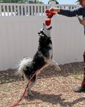 Mixed Breed Dogs Available for Adoption in Chamblee, Georgia - Reagan | PetCurious