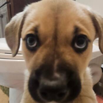Mixed Breed Dogs Available for Adoption in Flagstaff, Arizona - Mr. Carter | PetCurious
