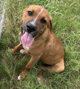 Rescue Rhodesian Ridgeback Dogs for Adoption in Harlingen, Texas - Cassidy | PetCurious