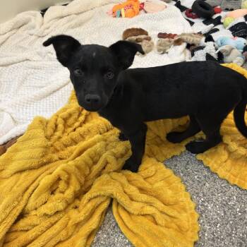 Sugar -  Pit Bull Terrier and Mixed Breed Dog for Adoption in Kanab, Utah - Sugar | PetCurious