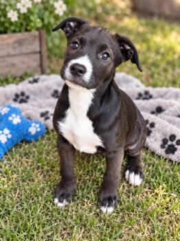 Gouda (m) -  Pit Bull Terrier Dog for Adoption in Nashville, Tennessee - Gouda (m) | PetCurious