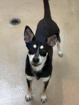 Kayla -  Mixed Breed Dog for Adoption in North Miami Beach, Florida - Kayla | PetCurious