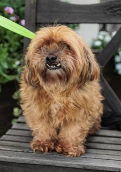 Rescue Shih Tzu and Pekingese Dogs for Adoption in Chester Springs, Pennsylvania - Pearl | PetCurious