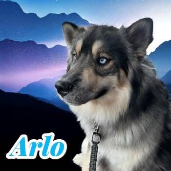 Rescue Husky Dogs for Adoption in Chuckey, Tennessee - Arlo - NJ - *KID FRIENDLY But NEEDS TO BE ONLY DOG* | PetCurious