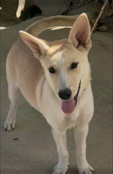 Aspen -  Husky Dog for Adoption in Vicksburg, Mississippi - Aspen | PetCurious