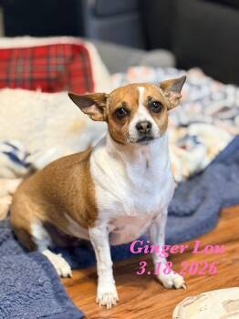 Chihuahua Dogs Available for Adoption in Grafton, Wisconsin - SPONSOR OR FOSTER ME - Ginger Lou | PetCurious