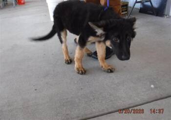 ZARA -  German Shepherd Dog Dog for Adoption in Oroville, California - ZARA | PetCurious