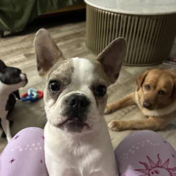 Yoshi -  French Bulldog and Boston Terrier Dog for Adoption in Lake Mary, Florida - Yoshi | PetCurious