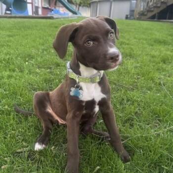 Labrador Retriever Dogs Available for Adoption in Plainfield, Illinois - Gladys | PetCurious