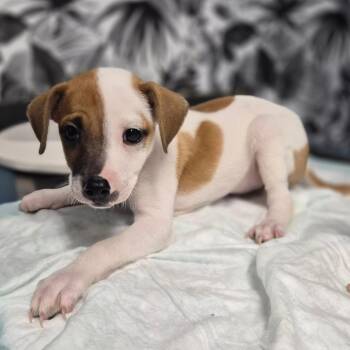 Jack Russell Terrier Dogs Available for Adoption in Wahiawa, Hawaii - Howl | PetCurious