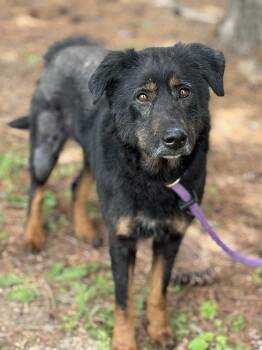 Rescue Beauceron and Mixed Breed Dogs for Adoption in Springfield, Illinois - Lucky | PetCurious
