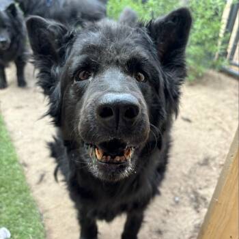 Roo -  Chow Chow and Mixed Breed Dog for Adoption in Fort Collins, Colorado - Roo | PetCurious