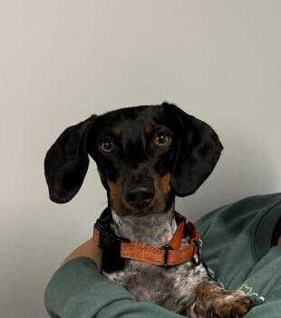 Peanut -  Dachshund Dog for Adoption in Watertown, Wisconsin - Peanut | PetCurious