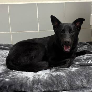 Mixed Breed Dogs Available for Adoption - Nocturne | PetCurious