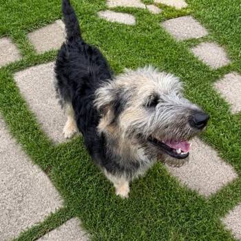 Bandit -  Wirehaired Terrier and Wirehaired Pointing Griffon Dog for Adoption in Rossville, Georgia - Bandit | PetCurious