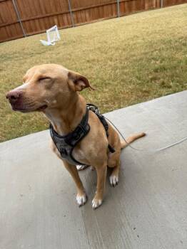 Rescue Pit Bull Terrier and Chihuahua Dogs for Adoption in Mckinney, Texas - Rocky | PetCurious
