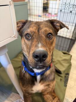 Adam -  German Shepherd Dog Dog for Adoption in The Woodlands, Texas - Adam | PetCurious