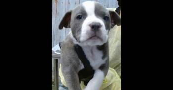 AAD New Arrival! Mason - 26134 -  Pit Bull Terrier Dog for Adoption in Armonk, New York - AAD New Arrival! Mason - 26134 | PetCurious