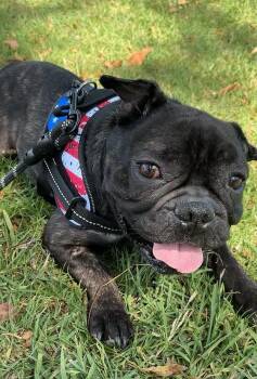 French Bulldog Dogs Available for Adoption in Claremont, California - Levi | PetCurious