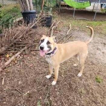 Rescue Belgian Shepherd Malinois Dogs for Adoption in Richboro, Pennsylvania - Cooper | PetCurious