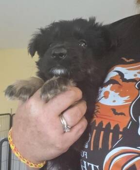 Green Goblin -  Shepherd and Labrador Retriever Dog for Adoption in Lakeland, Florida - Green Goblin | PetCurious