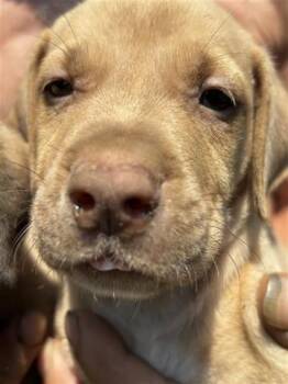 A655109 -  Pit Bull Terrier and German Shepherd Dog Dog for Adoption in Houston, Texas - A655109 | PetCurious