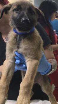 DUTCH -  German Shepherd Dog Dog for Adoption in Riverside, California - DUTCH | PetCurious