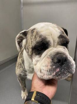 Betty Boop -  English Bulldog Dog Available for Adoption in Victorville, California - Betty Boop | PetCurious