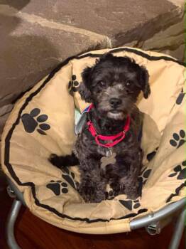 Rockella -  Terrier and Shih Tzu Dog for Adoption in Holly Springs, North Carolina - Rockella | PetCurious