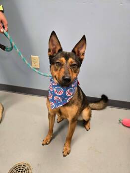 Poppy -  Shepherd Dog for Adoption in Zanesville, Ohio - Poppy | PetCurious