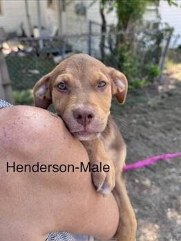 Henderson -  Labrador Retriever Dog for Adoption in Manchester, Connecticut - Henderson | PetCurious