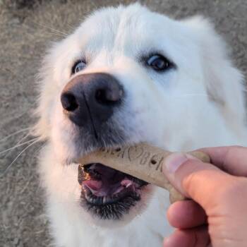 Rescue Great Pyrenees Dogs for Adoption in Quinlan, Texas - Sadie Loo DFW | PetCurious