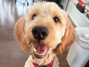 Bo -  Golden Retriever and Standard Poodle Dog Available for Adoption in Algood, Tennessee - Bo | PetCurious