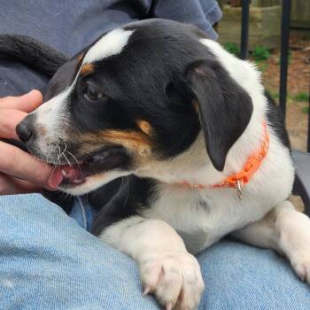 Cattle Dog Dogs Available for Adoption in Normal, Illinois - Shota | PetCurious