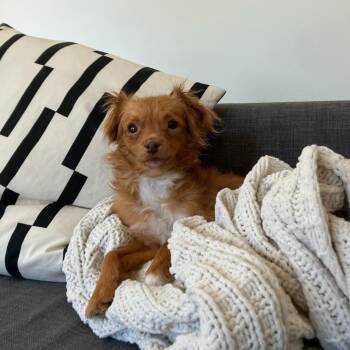 Dusty -  Chihuahua and Mixed Breed Dog for Adoption in San Francisco, California - Dusty | PetCurious