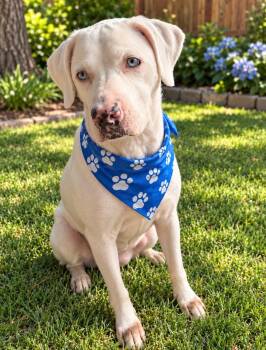 Cleo -  Labrador Retriever and Australian Shepherd Dog for Adoption in Euless, Texas - Cleo | PetCurious