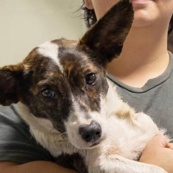 Sweet Pea -  Mixed Breed Dog for Adoption in Gainesville, Florida - Sweet Pea | PetCurious