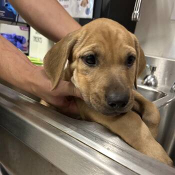 Mushroom (BRN) -  Labrador Retriever and Mixed Breed Dog for Adoption in League City, Texas - Mushroom (BRN) | PetCurious