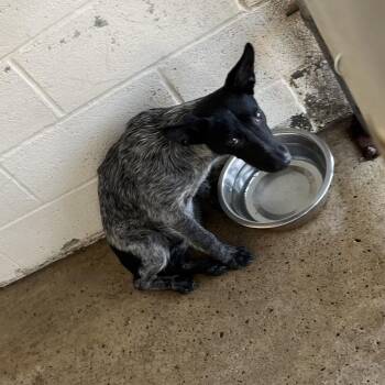 Australian Cattle Dog Blue Heeler and Mixed Breed Dogs Available for Adoption in Edinburg, Texas - Kaleb | PetCurious