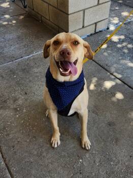 Butters -  Labrador Retriever Dog for Adoption in Dallas, Texas - Butters | PetCurious