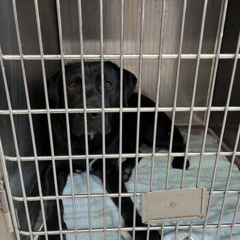 Umbrella -  Pit Bull Terrier and Labrador Retriever Dog for Adoption in Northbrook, Illinois - Umbrella | PetCurious