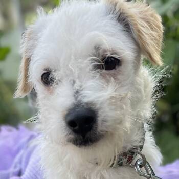 Maltipoo and Poodle Dogs Available for Adoption - PATTY  7 + Months 10 Lbs | PetCurious
