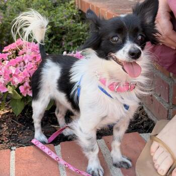 Papillon and Chihuahua Dogs Available for Adoption - Shelby | PetCurious
